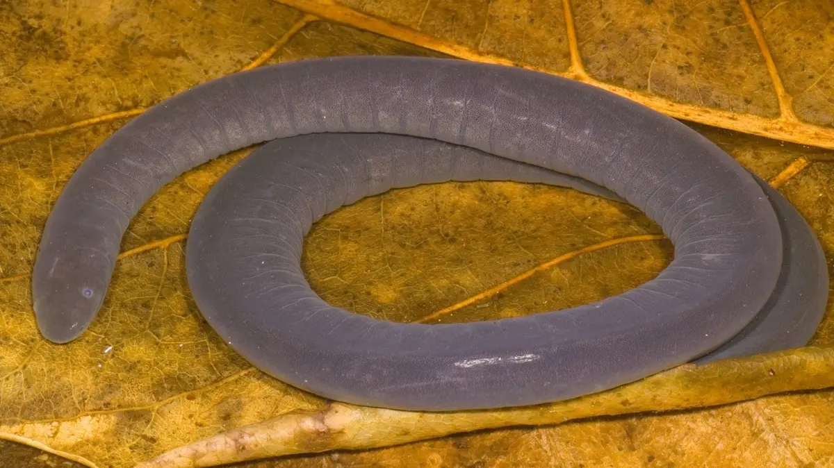 rubber eels